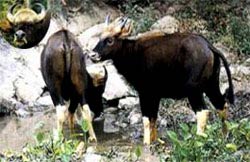 Động vật rừng Việt Nam (1)