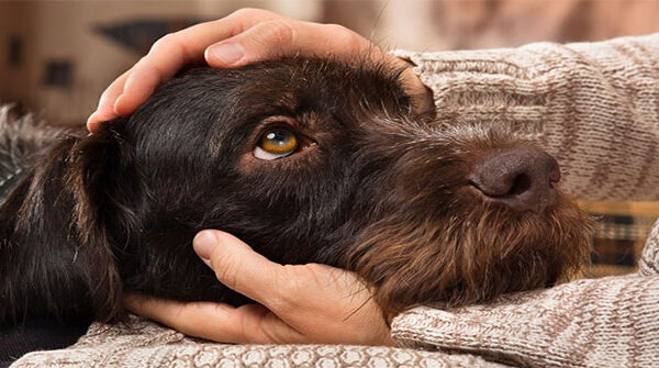 Những căn bệnh nguy hiểm bạn có thể lây từ thú cưng