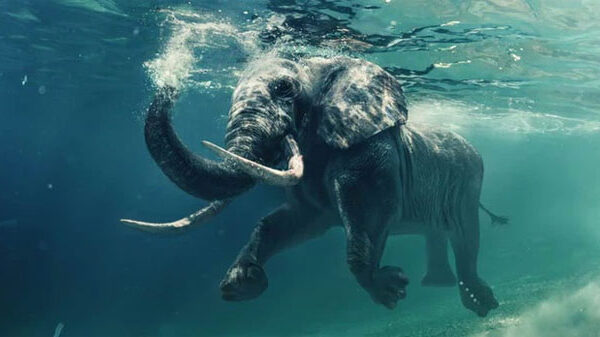 Những khám phá cực hay ho về loài voi khổng lồ