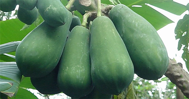 Những tác dụng phụ đáng sợ khi ăn đu đủ, nhiều người không biết vẫn vô tư ăn