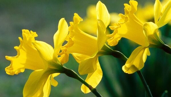 Những loài hoa đẹp có chất kịch độc chết người