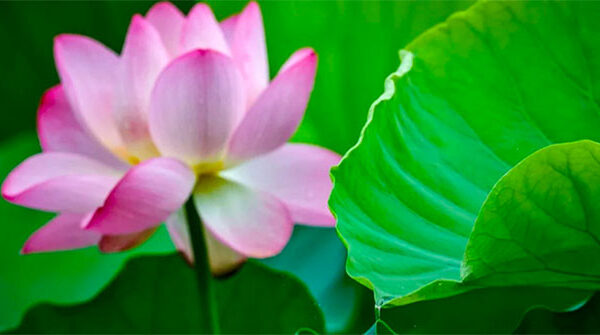 "Choáng" với công nghệ Trung Quốc: Dùng lá cây để khai thác thủy điện, có nguồn cung bền vững và vô tận