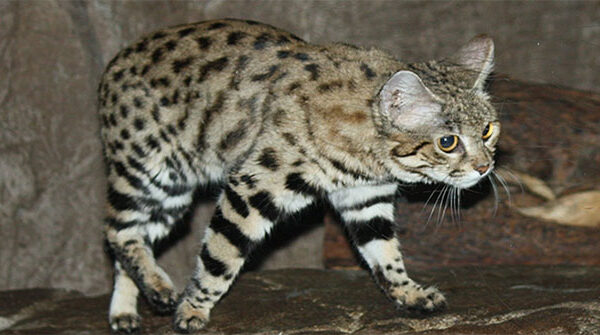Top 11 loài mèo quý hiếm nhất thế giới