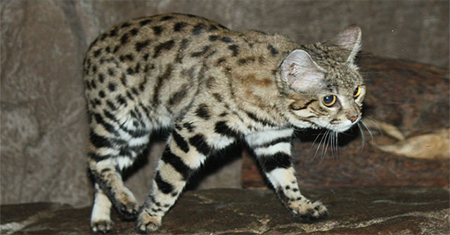 Top 11 loài mèo quý hiếm nhất thế giới