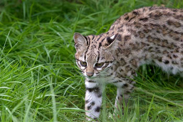 Mèo đốm nhỏ Leopardus tigrinus.