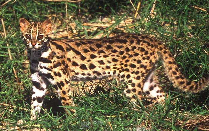 Mèo rừng Prionailurus bengalensis được phát hiện ở Trung Quốc.