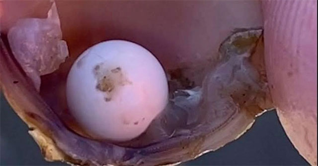 Nhóm học sinh vô tình phát hiện ngọc siêu hiếm bên trong con hến