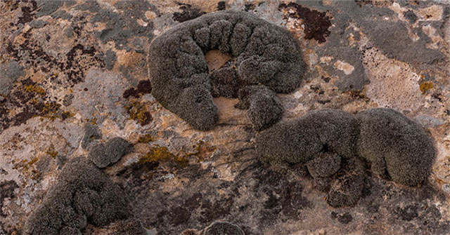 Các nhà khoa học phát hiện rêu sa mạc có thể sống sót trên sao Hỏa