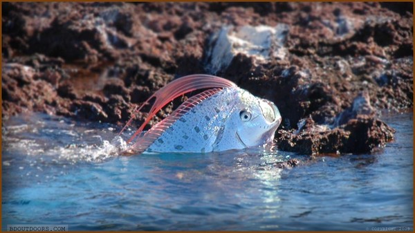 Loài "rồng biển" có khả năng dự báo động đất trôi vào biển Việt Nam