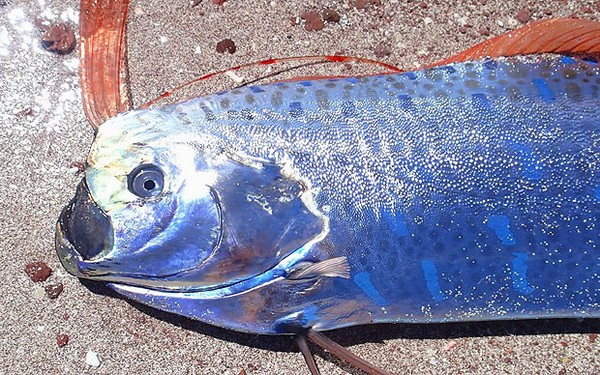 Loài "rồng biển" có khả năng dự báo động đất trôi vào biển Việt Nam