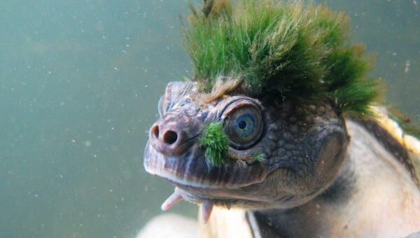 Loài rùa tóc xanh "gấu" nhất mạng xã hội này sắp tuyệt chủng