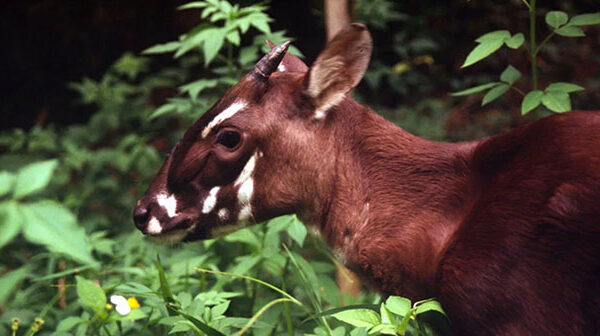 Những động vật đang “đối mặt” với nguy cơ tuyệt chủng