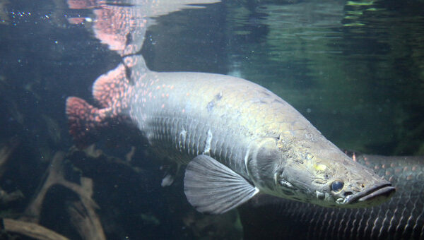 Những điều bạn chưa biết về cá hải tượng