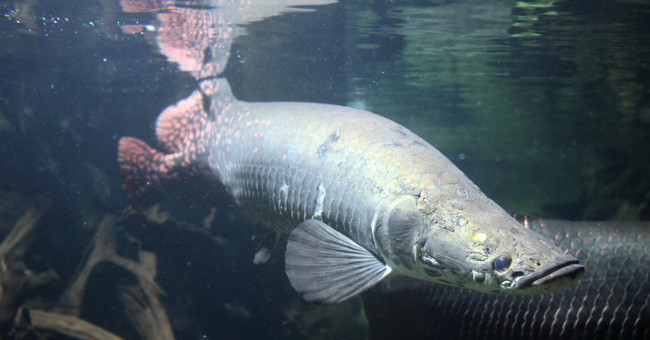 Những điều bạn chưa biết về cá hải tượng