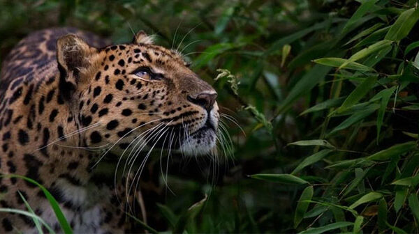 Tới đây, những loài vật nào sẽ bị tuyệt chủng?