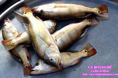 Cá Hoàng đế – thảm họa môi trường mới ở hồ Trị An