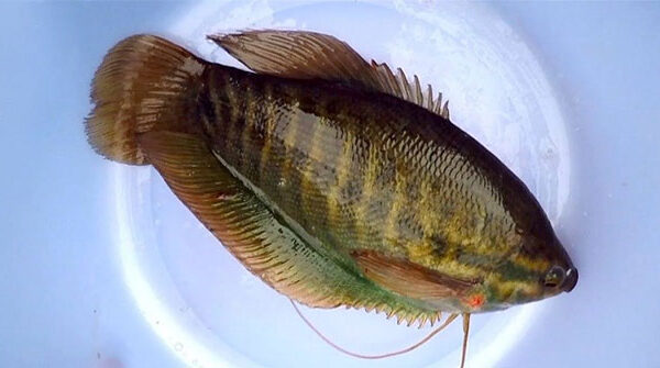 Tổng hợp các loài cá nước ngọt phổ biến tại Việt Nam bạn nên biết