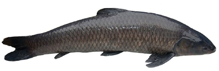 Cá trắm đen