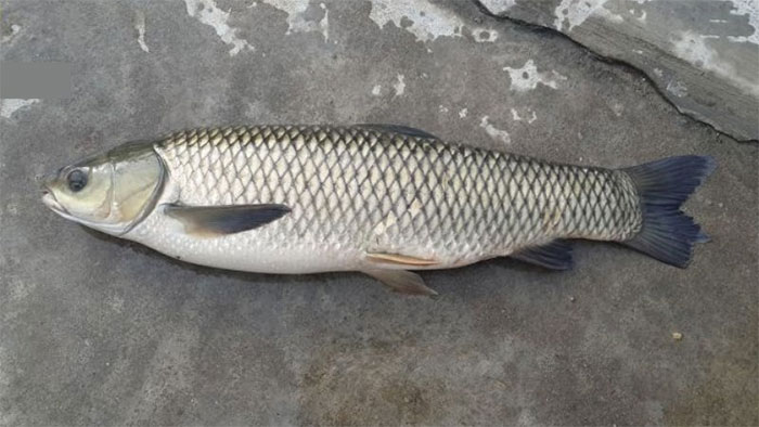 Cá trắm trắng