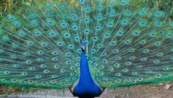 Loài chim công và những khám phá gây kích thích nhất