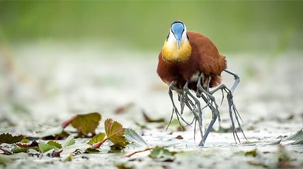 Jacana - loài chim kỳ lạ có "nhiều chân"