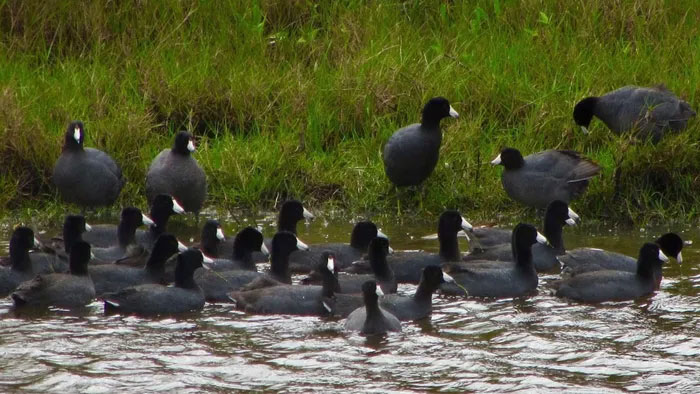 Thức ăn của loài này chủ yếu là động thực vật sống ở trong ao hồ