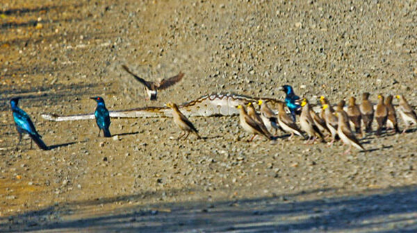 Báo thù cho đồng đội, đàn chim sáo trút hết nỗi căm hờn lên người con trăn khổng lồ