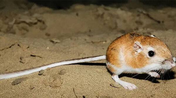 Top 10 cách khó tin mà động vật áp dụng để sống sót trong môi trường nguy hiểm