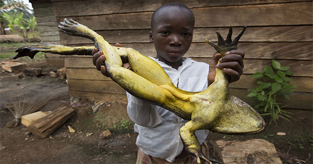 Kinh ngạc loài ếch khổng lồ, dài 1m, nặng 8kg