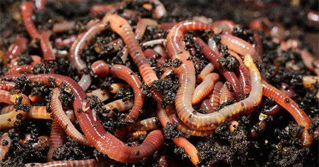 Thiên tài Darwin ngạc nhiên về trí thông minh của loài giun đất