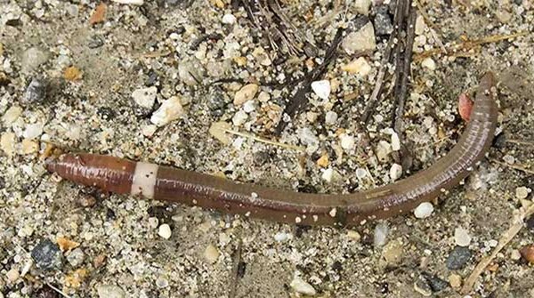 Những con "giun điên" oanh tạc rừng của 15 bang Mỹ