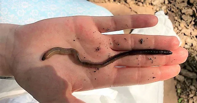 Cận cảnh loài giun từ châu Á đang khiến cả nước Mỹ “đau đầu”