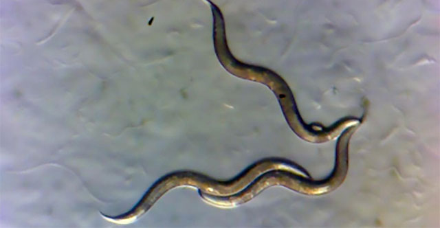 Giới khoa học phát hiện giun sống gần Chernobyl phát triển “siêu năng lực” mới