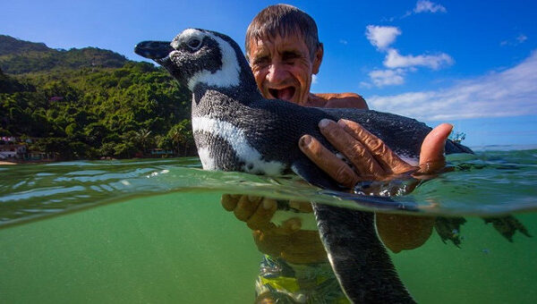 Sự thật phía sau câu chuyện "Chú chim cánh cụt vượt 8.000km mỗi năm để về thăm ân nhân"