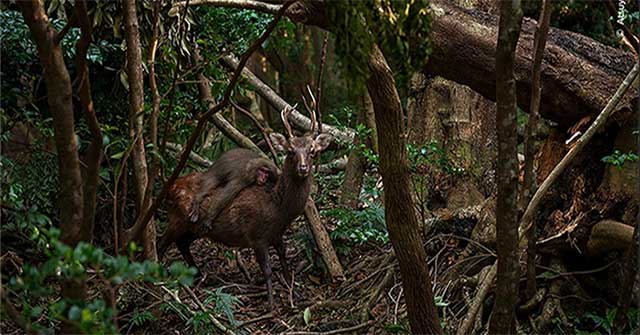 Nhiếp ảnh gia bắt được khoảnh khắc khỉ cưỡi hươu đi dạo