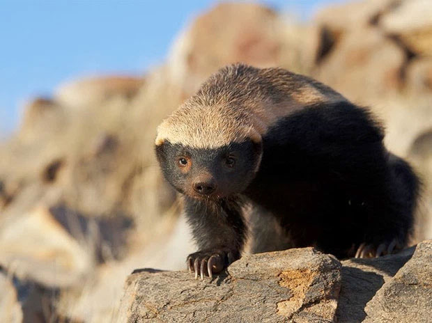 Thấy bộ lông 2 màu của tôi "sành điệu" không các mẹ