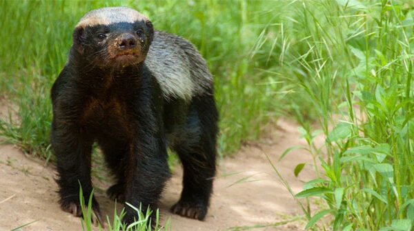 Lửng mật - trùm giang hồ đồng cỏ, vua cà khịa, ông hoàng liều lĩnh, chúa tể "bất cần đời"!