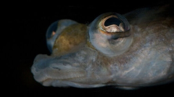 Những cặp mắt dị thường nhất của động vật (I)