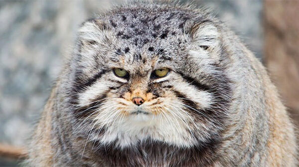 Top 3 loài động vật trông thì có vẻ dễ thương nhưng thực tế lại vô cùng hung dữ