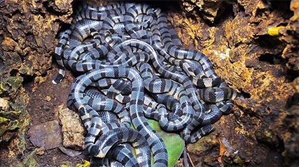 Giải mã "ổ rắn cực độc" xuất hiện trên đảo Phú Quý