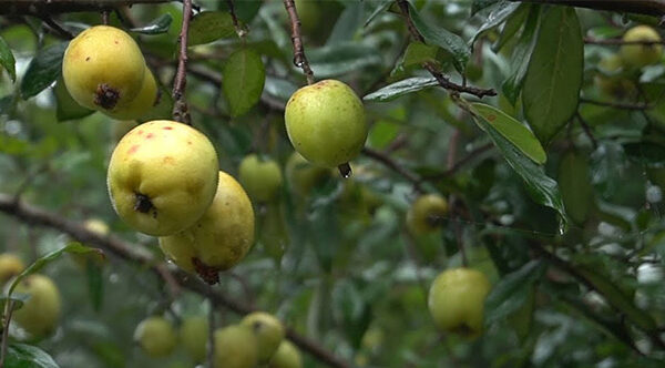 Loại quả có vị chua chát là “thuốc chống ung thư tự nhiên”, hạ đường huyết hiệu quả