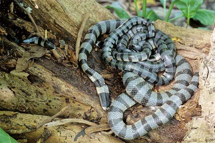 Rắn biển mép vàng có hành vi giao phối tập thể trong mùa sinh sản.