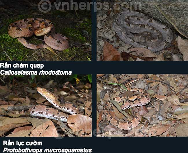 Hai loài rắn có ngoại hình khá giống nhau