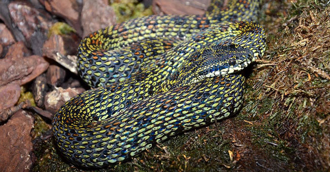 4 loài rắn cực độc được tìm thấy nhiều nhất ở Fansipan