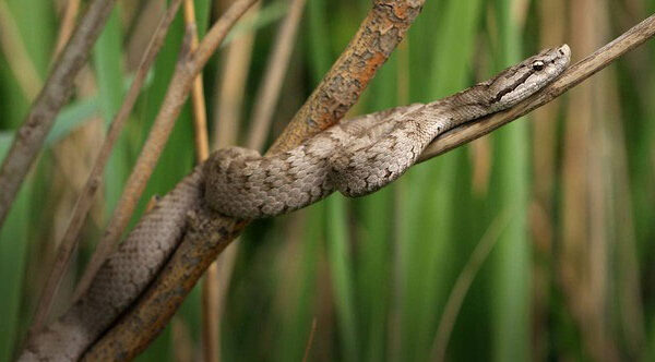 "Lãnh địa" loài rắn độc ở Trung Quốc chứa 20.000 con: Nếu thả 2 con lửng mật vào thì chuyện gì sẽ xảy ra?