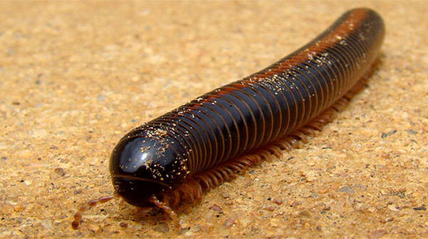 15 loài vật khiến con người sợ hãi nhưng lại rất hiền lành