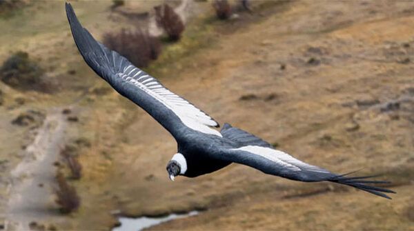 Thần ưng Andes - Loài chim có thể bay 5 tiếng không cần vỗ cánh