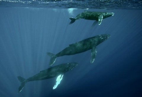 Bài hát của cá voi