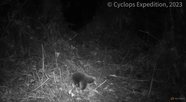 Thú lông nhím mỏ dài Attenborough