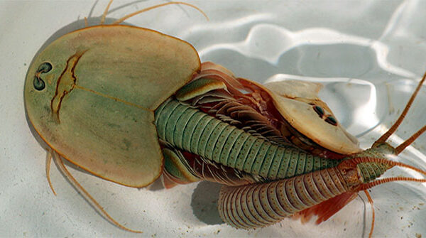 Tôm khủng long ba mắt - "hóa thạch sống" đang gây ra một "cơn sốt" trong giới nghiên cứu!